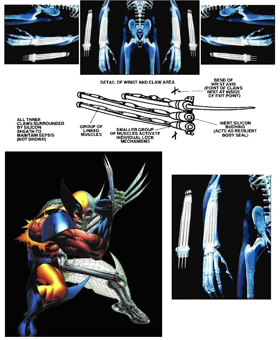 Wolverine Skeleton